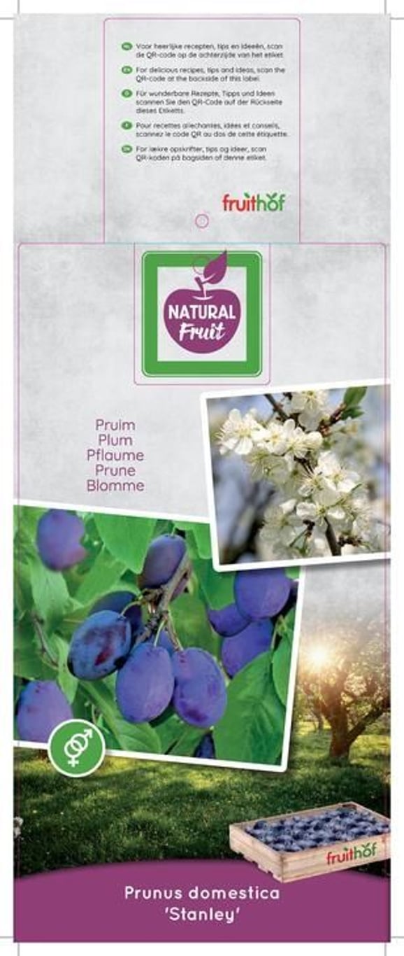 Prunus d. 'Stanley' - C12 250-275 CM Hoogstam